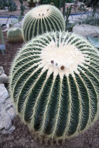 Montreal Botanic Garden Golden Barrel Cactus