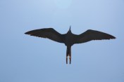 Frigatebird
