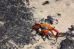 Sally Lightfoot Sally Lightfoot