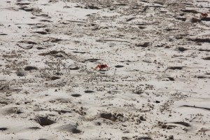 Fiddler crab Fiddler crab