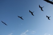 Frigatebirds
