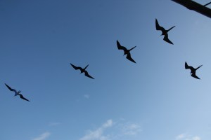 Frigatebirds Frigatebirds