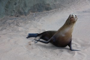 Galapagos sea lion