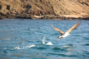 Booby taking off Booby taking off