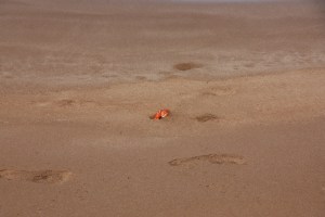 Fiddler crab Fiddler crab