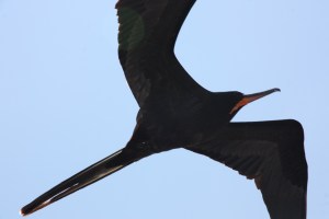 Frigatebird Frigatebird