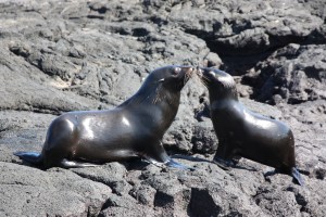 Sea lions