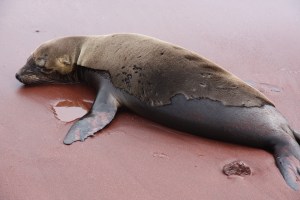Wet and dry sea lion