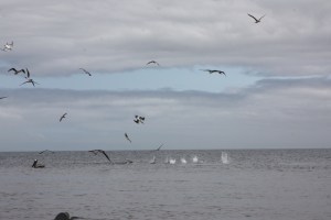 Diving boobies Diving boobies