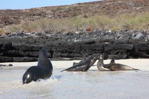 Family of sea lions