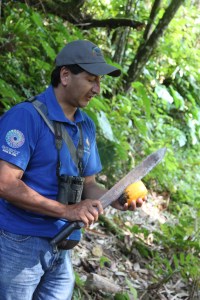 Opening a cacao pod Opening a cacao pod