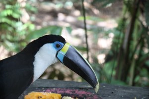 Toucan