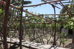 Pisco vineyard