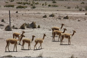 Vicuñas