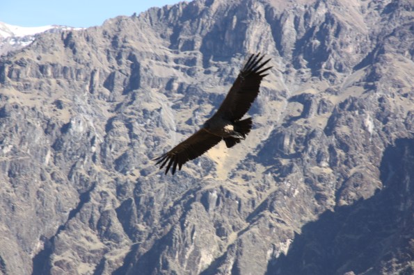 Andean condor
