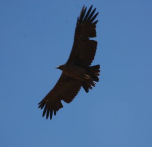 Andean condor