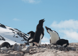 Adélie penguins