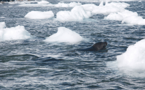 Weddell seal