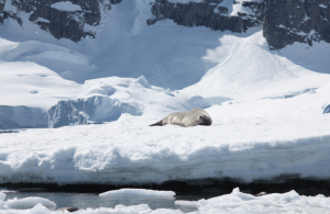 Weddell seal