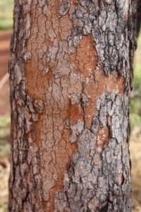 Bloodwood tree
