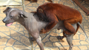 Peruvian hairless, howler monkey