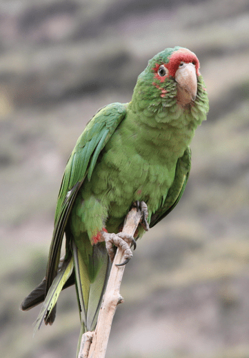 Green parrot