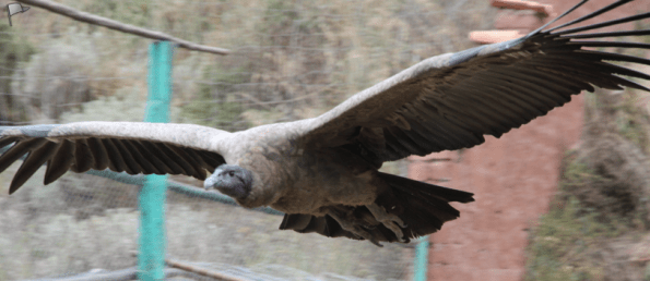 Juvenile condor
