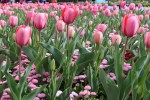 Tulips, Floriade
