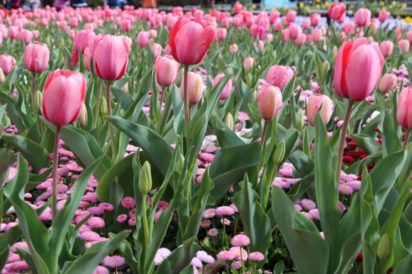 Tulips