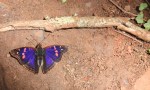 Agathina Emperor butterfly