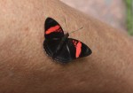 Black and red butterfly, Iguazu&nbsp;Falls