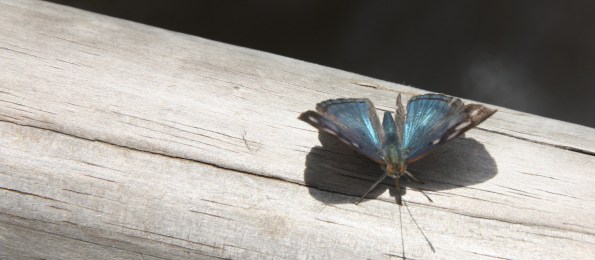 Dynamine tithia, Iguazu Falls