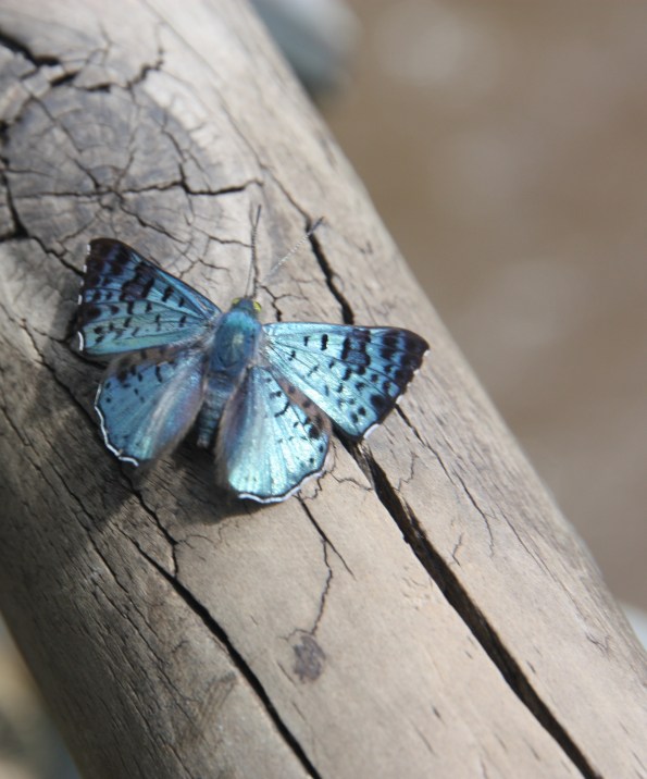 Lasaia agesilas, Iguazu Falls