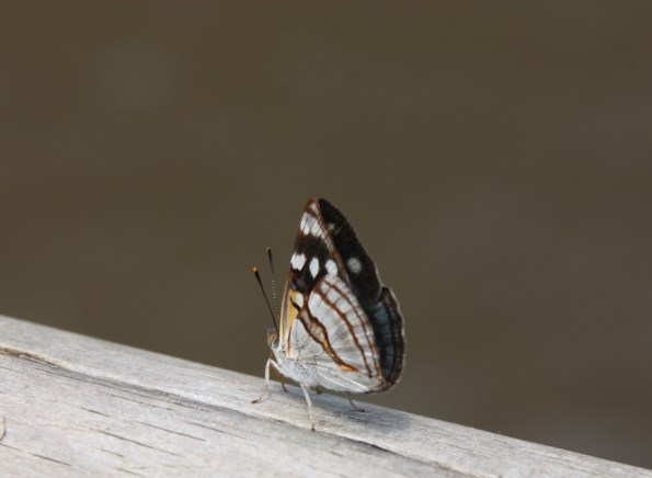 Dynamine tithia, Iguazu Falls