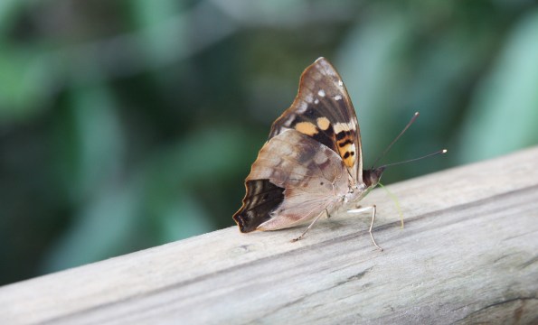 Doxocopa agathina vacuna, Iguazu Falls