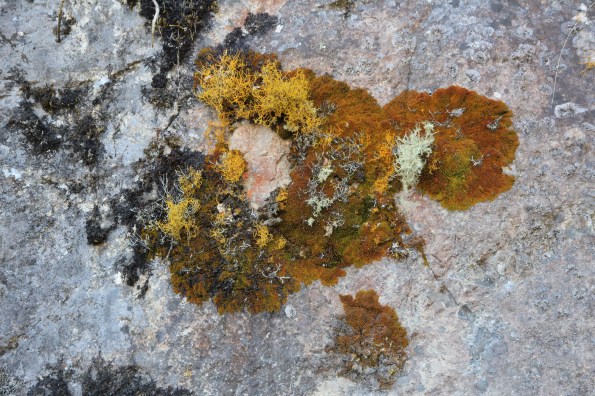 Lichen