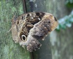 Multi-coloured butterfly, Iguazu&nbsp;Falls