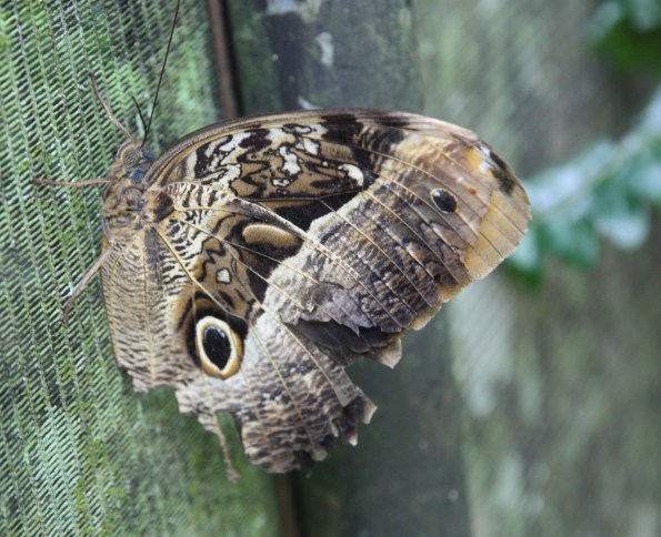 Caligo beltrao, Iguazu Falls