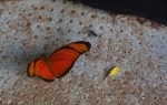 Red butterfly, Iguazu&nbsp;Falls