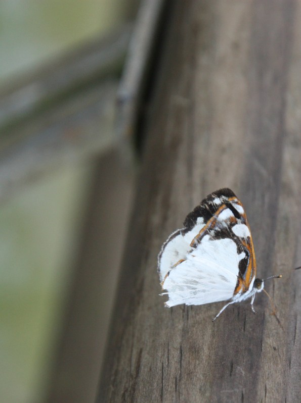 Dynamine coenus, Iguazu Falls