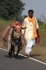 Holy Cow and priest, India