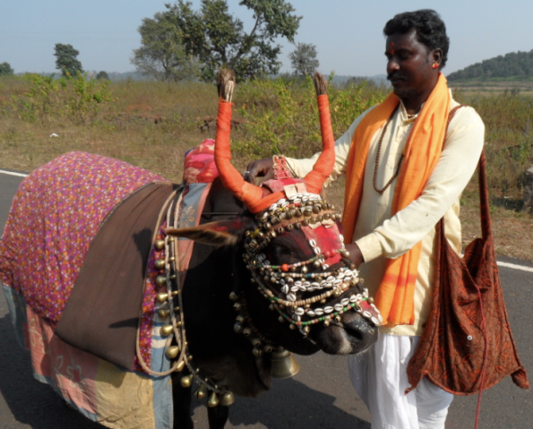 Holy Cow and priest, India