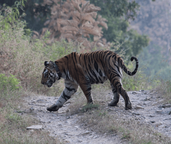 Tiger, India