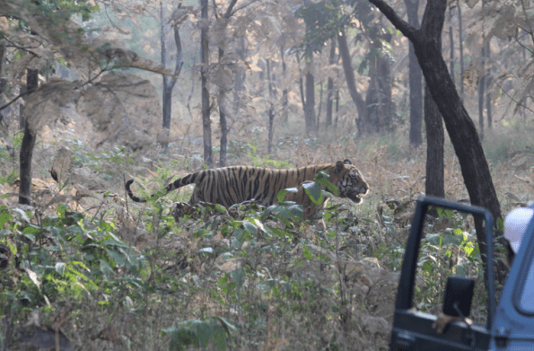 Tiger, India