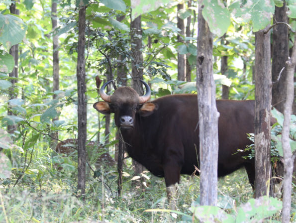 Gaur, Indian bison