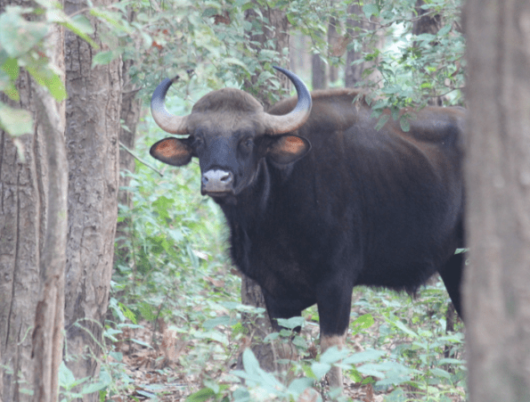 Gaur, Indian bison