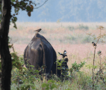 Gaur, Indian bison