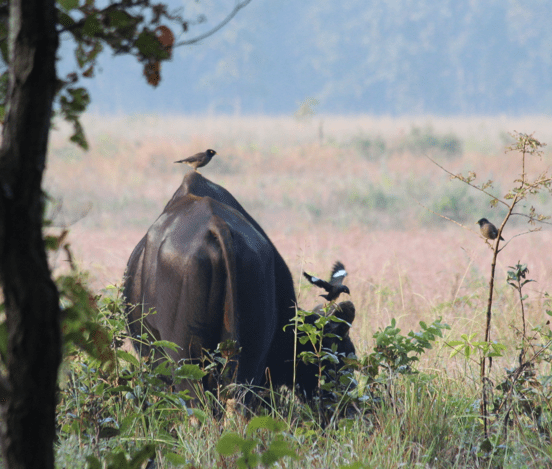 Gaur, Indian bison