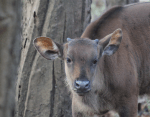 Gaur calf, Indian&nbsp;bison