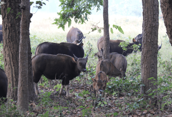 Gaur, Indian bison